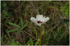 Hibiscus cannabinus